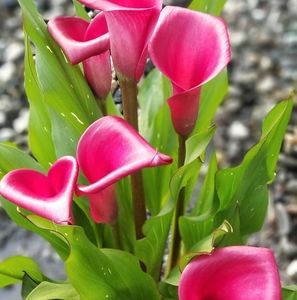 Meet your Posher, Esperanza